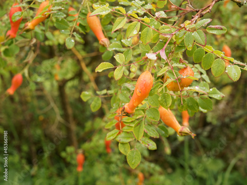 (Rosa moyesii) Gros plan sur cynorrhodons en forme d'amphores rouge-orangé de Rosier de Moyes photo