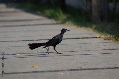pájaro negro (zanate) caminando. photo