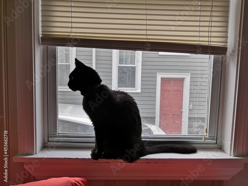 Black Cat sitting next to window on rainy day