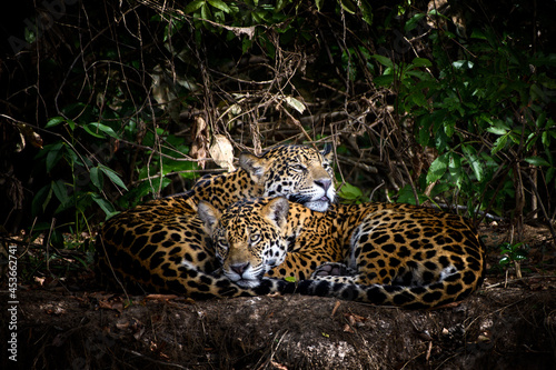 young jaguar sleeps together by the river, Pantanal Brazil   photo