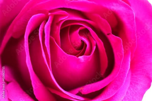 open red rose close up	
