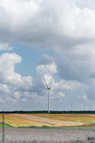 Fields before harvest and windmills above them producing electricity