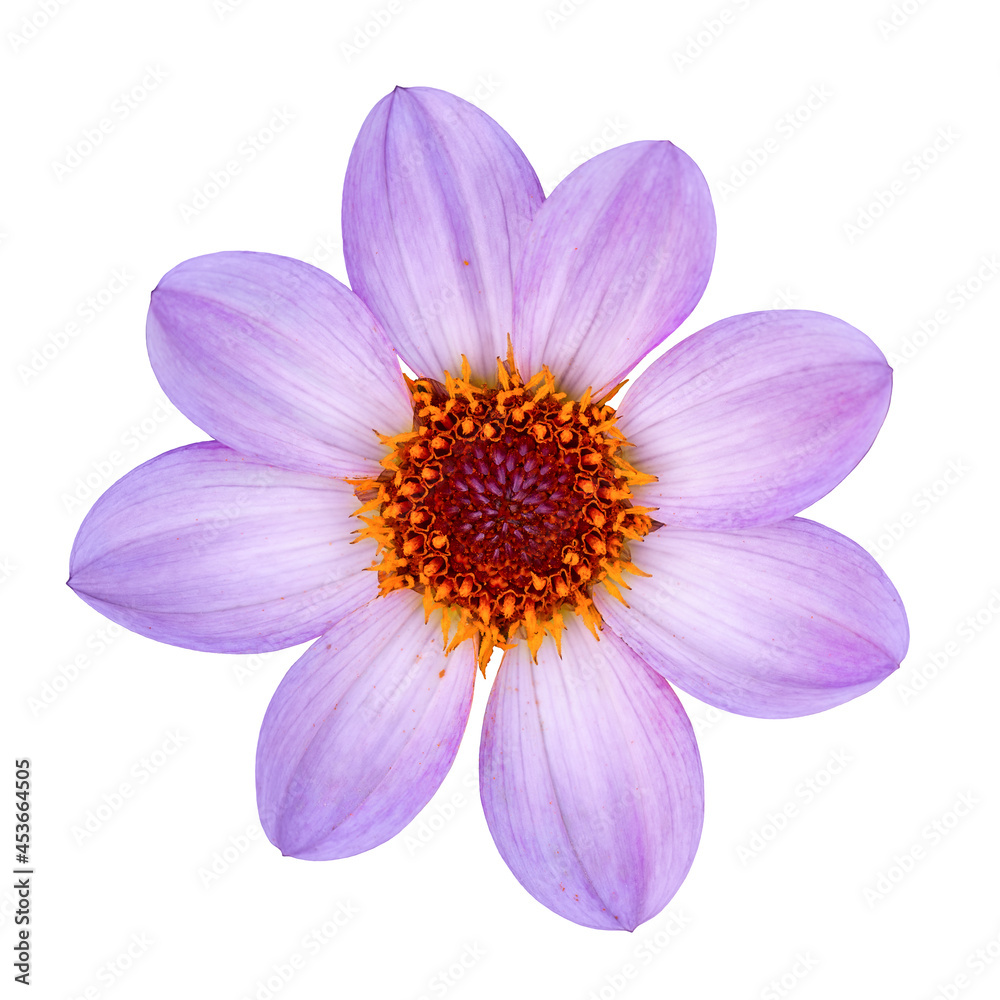 Pink, lilac dahlia isolated on white background close-up