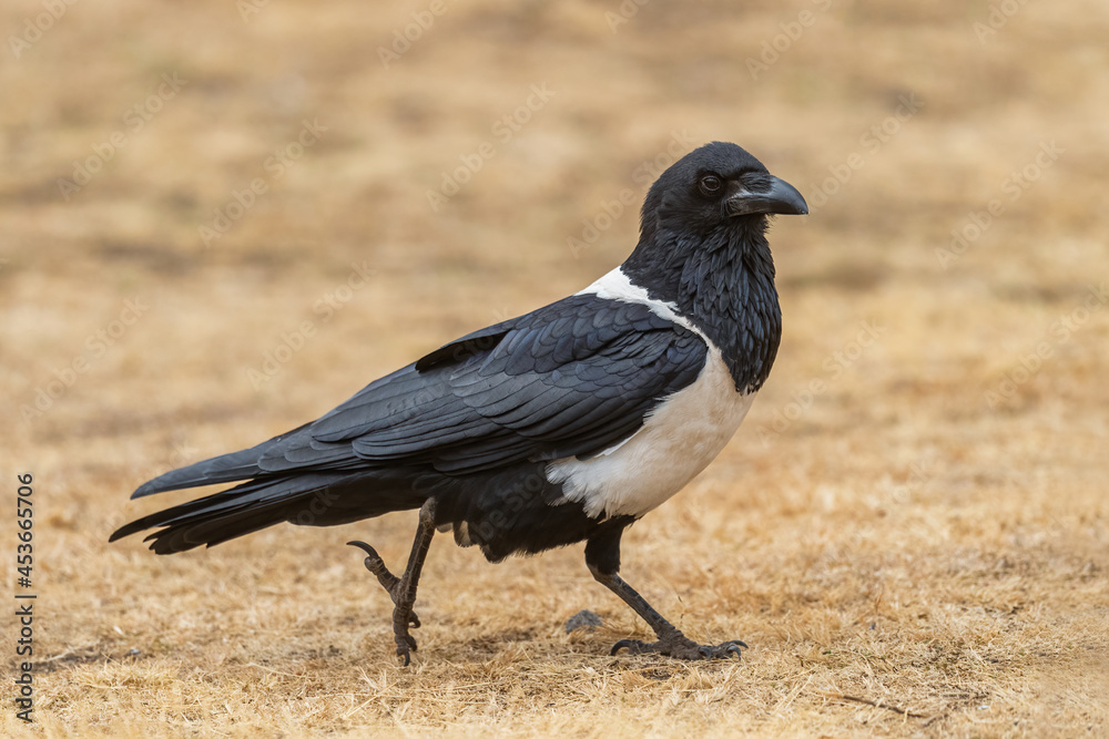 Pied Crow - Corvus albus, large black and white crow from African woodlands and gardens, Simien mountains, Ethiopia. Pied Crow - Corvus albus, large black and white crow from African woodlands and gardens, Simien mountains, Ethiopia.