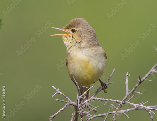 Melodious Warbler (Hippolais polyglotta) is a species of bird in the Acrocephalidae family.