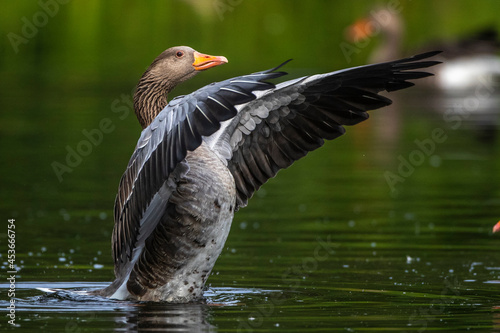 Graugans (Anser anser) photo