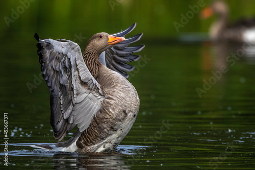 Graugans (Anser anser) photo
