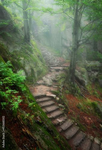 Fototapeta Naklejka Na Ścianę i Meble -  Beautiful foggy morning in magic forest