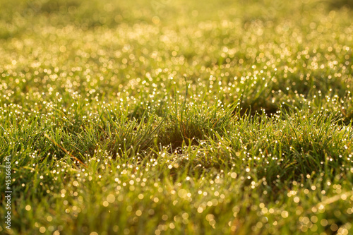 Lush green grass in the sunshine.