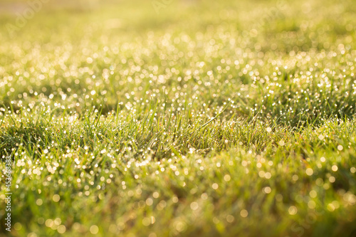 Beautiful grass background