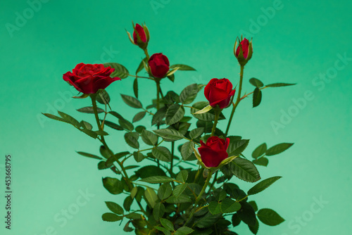 Red roses in a pot on  green background. Copy space.