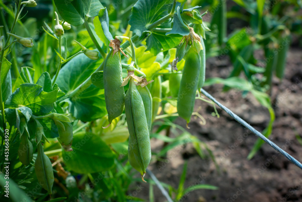 Obraz premium The pods of juicy green peas hang on the pea plant. Healthy peas growing in garden beds close-up. selective focus.