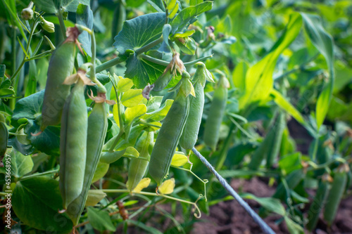 Close-up shot of many pea pods growing on a garden bed. Growing peas. Ripening peas. selective focus.