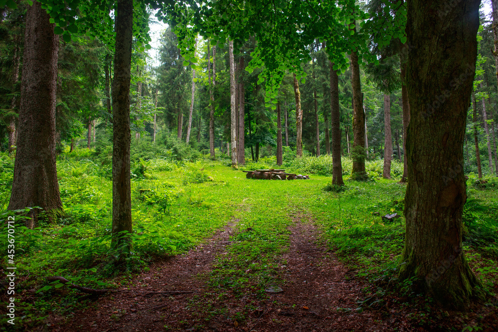 Fototapeta premium Landscape of coniferous and deciduous green forest, tourism and pure nature of Ukrainian Carpathians