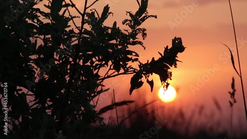 A red sky and the sun in olive trees. The golden hour of the sunrise seclusion of early morning. Beautiful summer dawn meditation. Melody of the southern desert morning near the water.