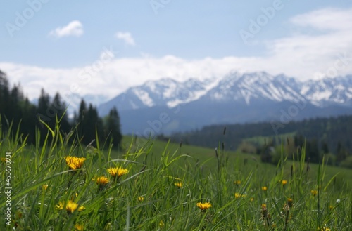 mountain meadow