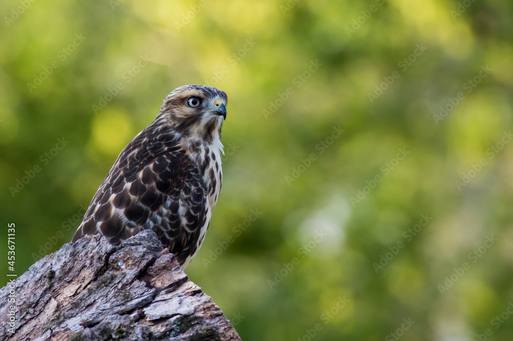 Obraz premium red-shouldered hawk (Buteo lineatus)