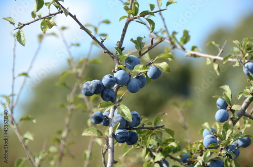 blueberries in sardinia, italy