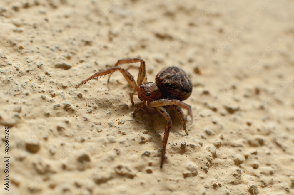 Close-up of an european garden spider (Araneus Diadematus) crawling on a wall. Selective focus.