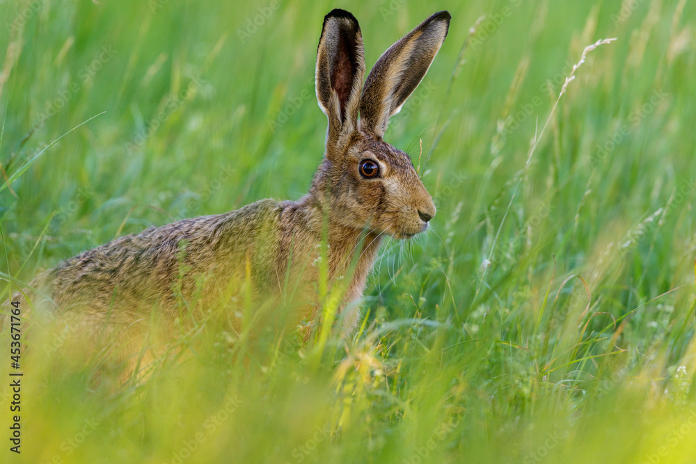 Fototapeta premium Feldhase (Lepus europaeus)
