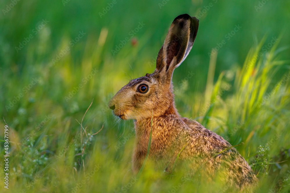 Fototapeta premium Feldhase (Lepus europaeus)