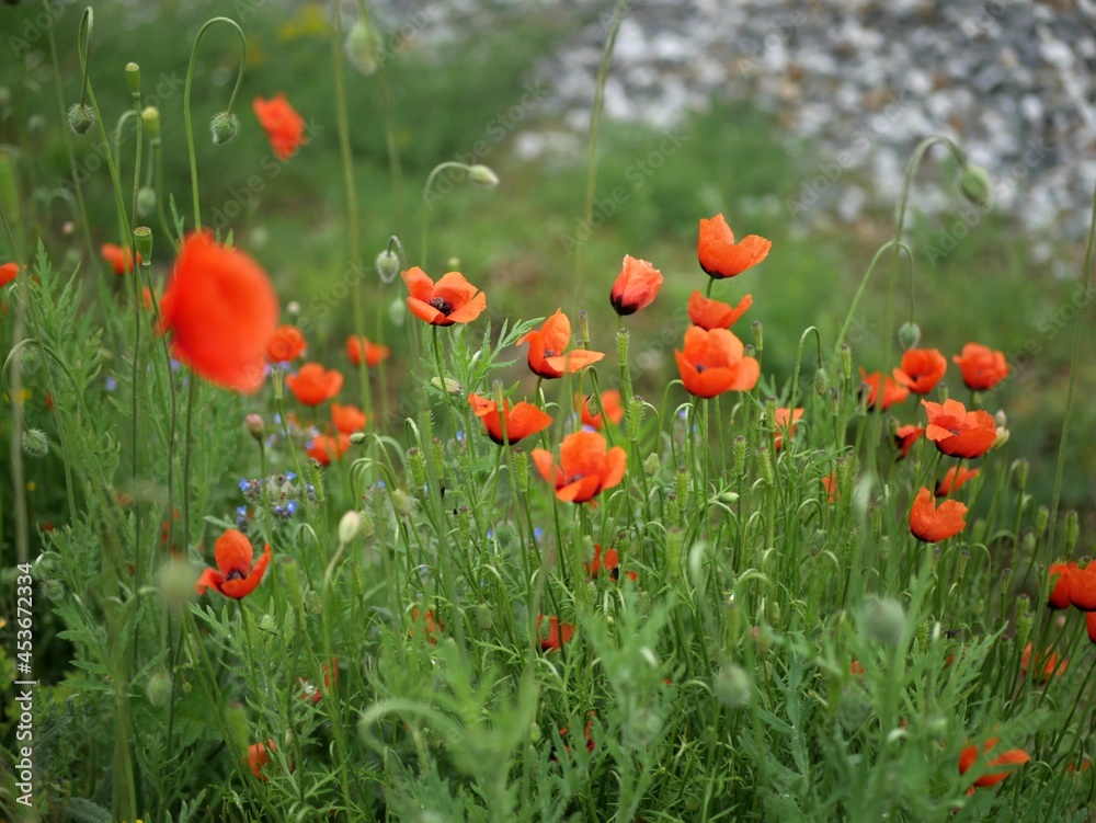 Fototapeta premium field of poppies