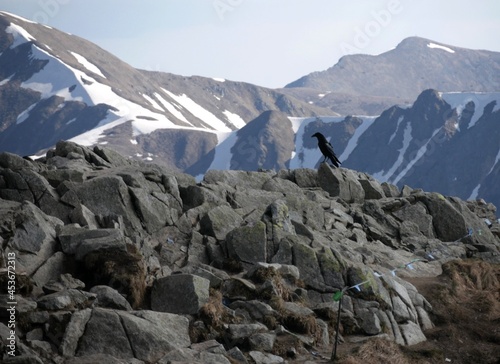 bird in the mountains