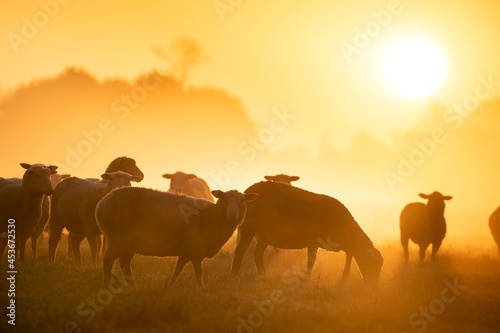 sheep herd grazing on pasture at sunrise © Olha Rohulya
