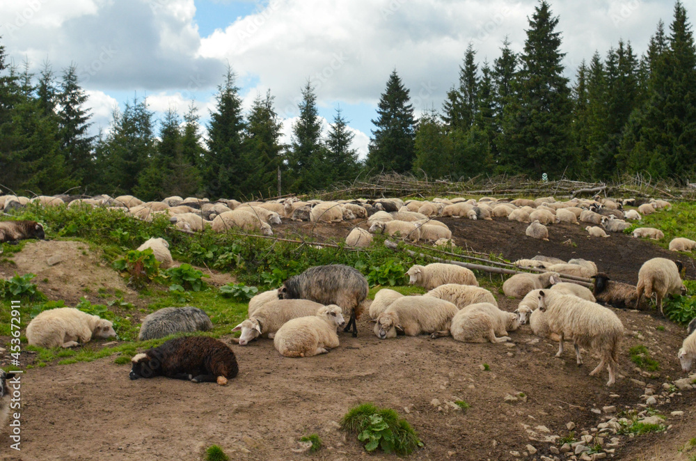 sheep in the mountains sheep in the mountains