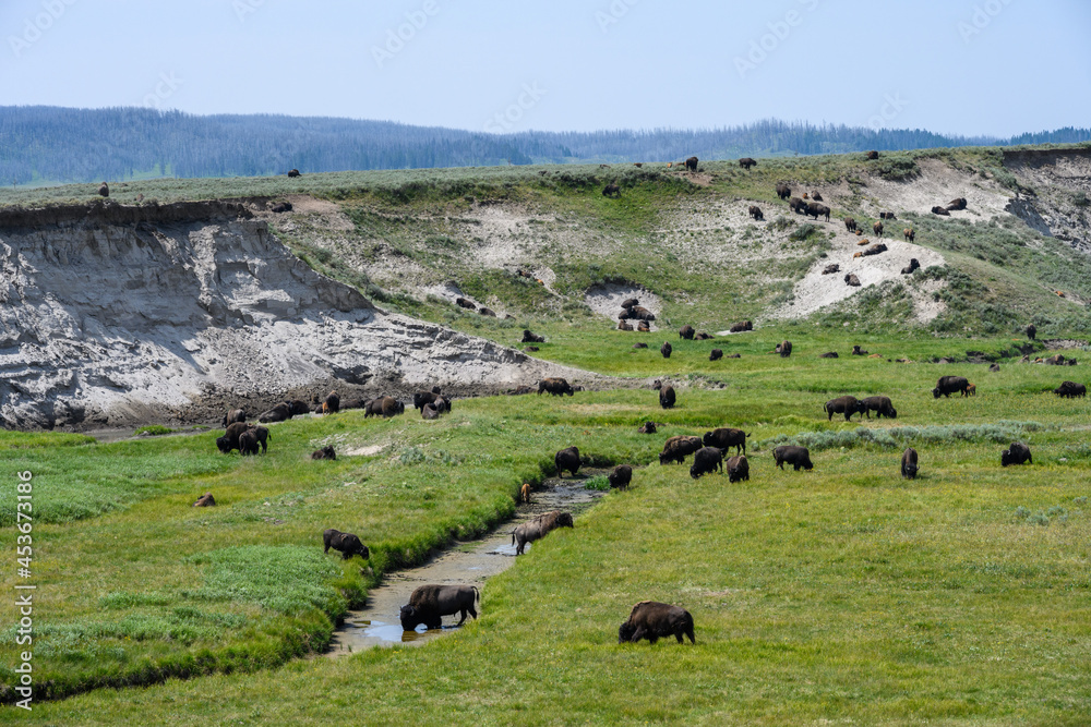 Obraz premium Bison grazing and drinking water from a stream, Yellowstone National Park, USA 