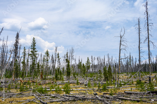 Fotografie Fire Landscape, previously burned forest regrowth, Yellowstone National Park, US