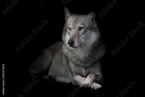  wolf sitting cross legged in night darkness, isolated black © Mikhail Semenov
