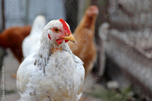 Fotografiet White hen on the farm, poultry concept