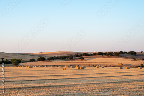 verano castilla alpahacas alpacas 