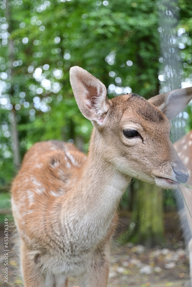Portrait Rehkitz im Wildpark Schweinfurt, Reh Portrait Rehkitz im Wildpark Schweinfurt, Reh