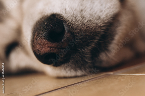 dog nose close up, closeup, dog alaskan malamute