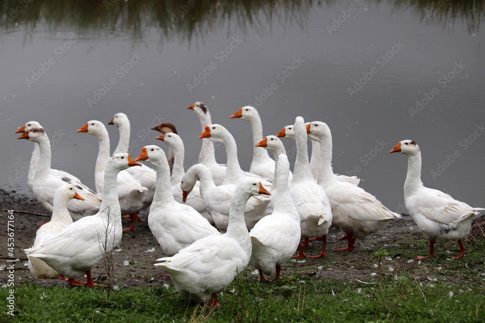 Obraz premium White geese on a lake coast. Poultry on pasture in a countryside