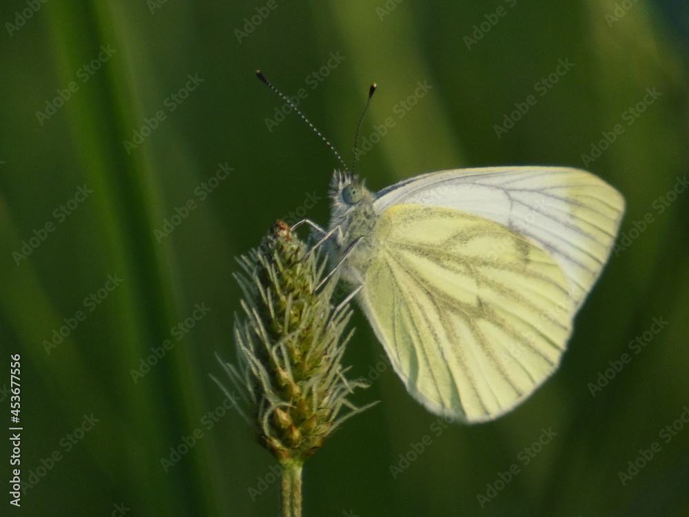 Large white butterfly (Pieris brassicae) - close up of cabbage butterfly on a meadow, Gdansk, Poland Large white butterfly (Pieris brassicae) - close up of cabbage butterfly on a meadow, Gdansk, Poland