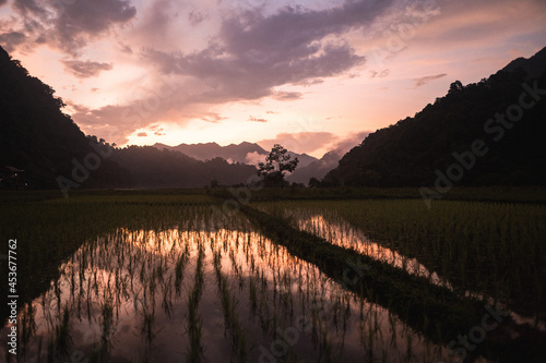 sunset at some ricefields in vietnam