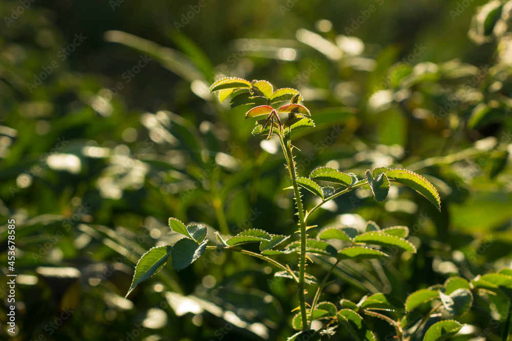 The rose bush in the morning sunlight. The rose bush in the morning sunlight.