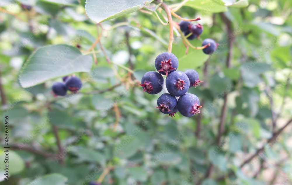 Berries of a wild saskatoon berry on a shrub Berries of a wild saskatoon berry on a shrub