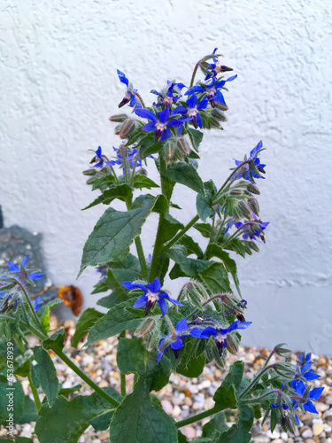Borretsch Heilkräuter mit blauen Blüten im Kräutergarten photo