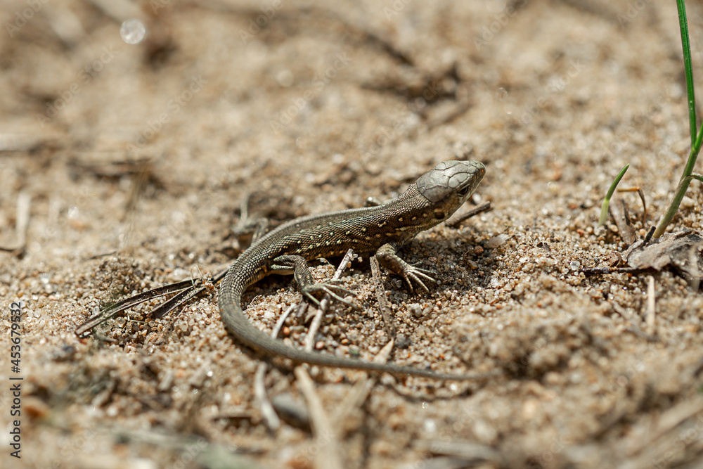 Fototapeta premium lizard on the sand in summer