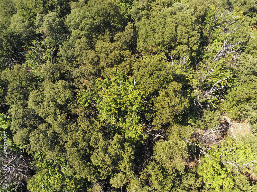 Forêt dans les Cévennes, vue aérienne