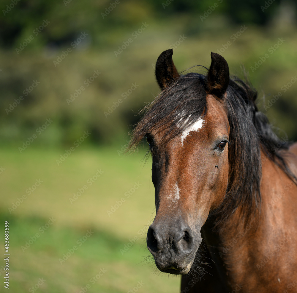 Obraz premium Portrait of beautiful chestnut horse with a mane 