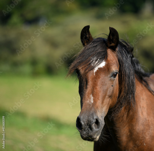 Portrait of beautiful chestnut horse with a mane 