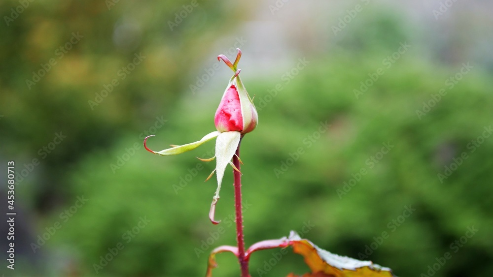 Red rose bud Red rose bud