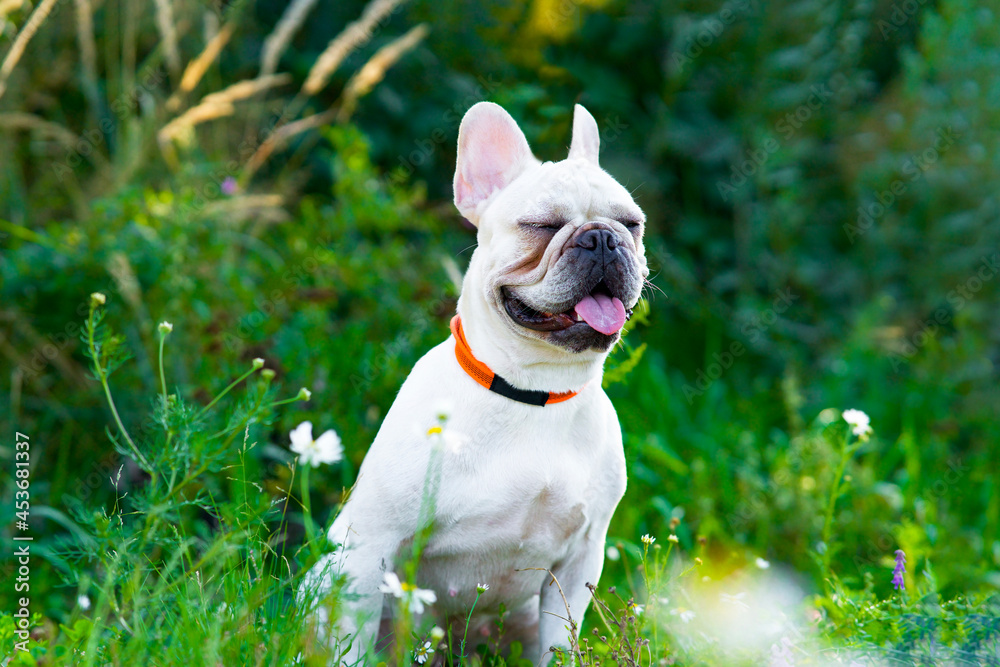 Cute dog french bulldog breed sitting in the park. Pet squints on a walk in summer