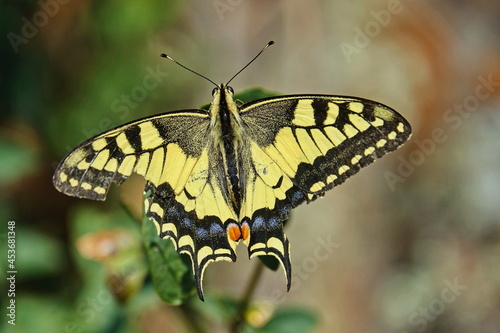 Old World Swallowtail butterfly - Papilio machaon, beautiful colored iconic butterfly from European meadows and grasslands.