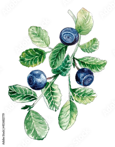 Tableau sur toile Hand painted watercolor huckleberry branch isolated on white background
